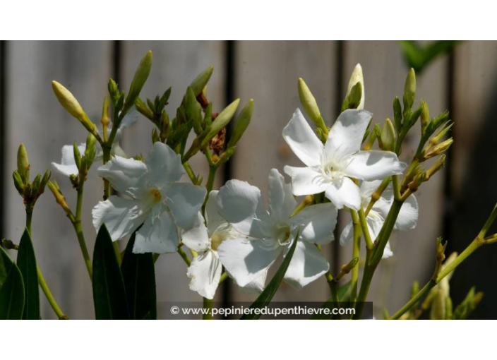 NERIUM oleander 'Blanc' - Été