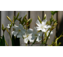 NERIUM oleander 'Blanc' - Été