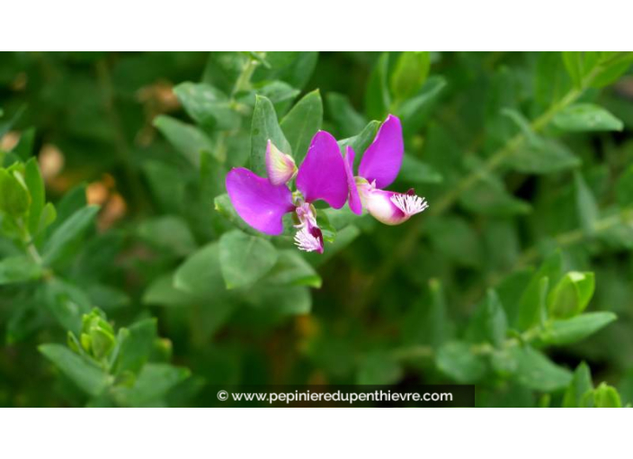 POLYGALA myrtifolia - Été