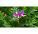POLYGALA myrtifolia - Été