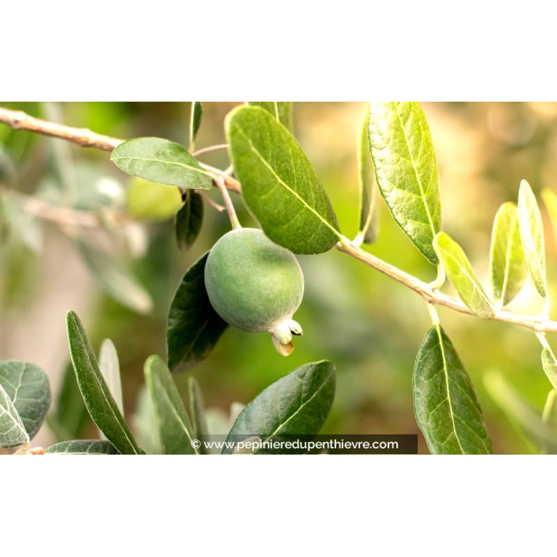 FEIJOA sellowiana 'Coolidge' - Goyavier du Brésil (autofertile)