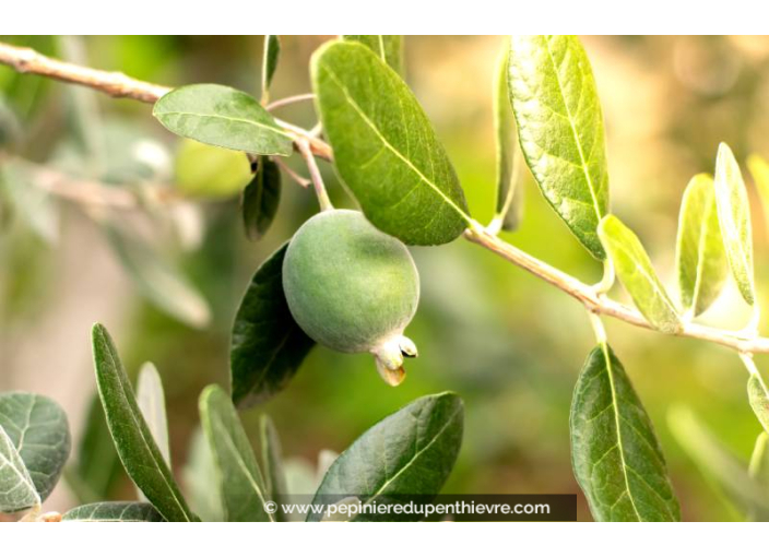FEIJOA sellowiana 'Coolidge' - Goyavier du Brésil (autofertile) FEIJOA sellowiana 'Coolidge' - Goyavier du Brésil (autofertile)