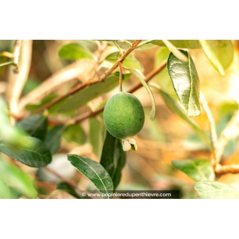 FEIJOA sellowiana 'Mammouth' - Goyavier du Brésil