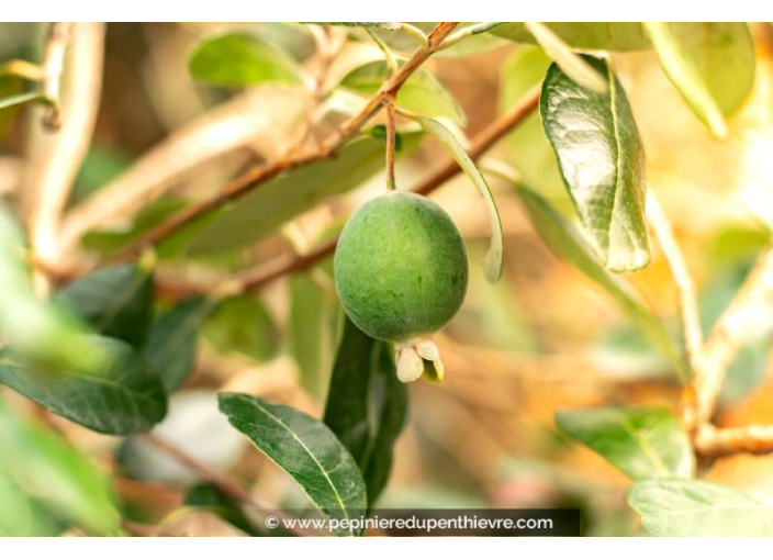 FEIJOA sellowiana 'Mammouth' - Goyavier du Brésil FEIJOA sellowiana 'Mammouth' - Goyavier du Brésil