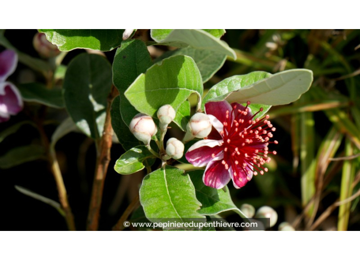 FEIJOA sellowiana 'Mammouth' - Goyavier du Brésil