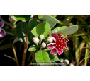 FEIJOA sellowiana 'Mammouth' - Goyavier du Brésil