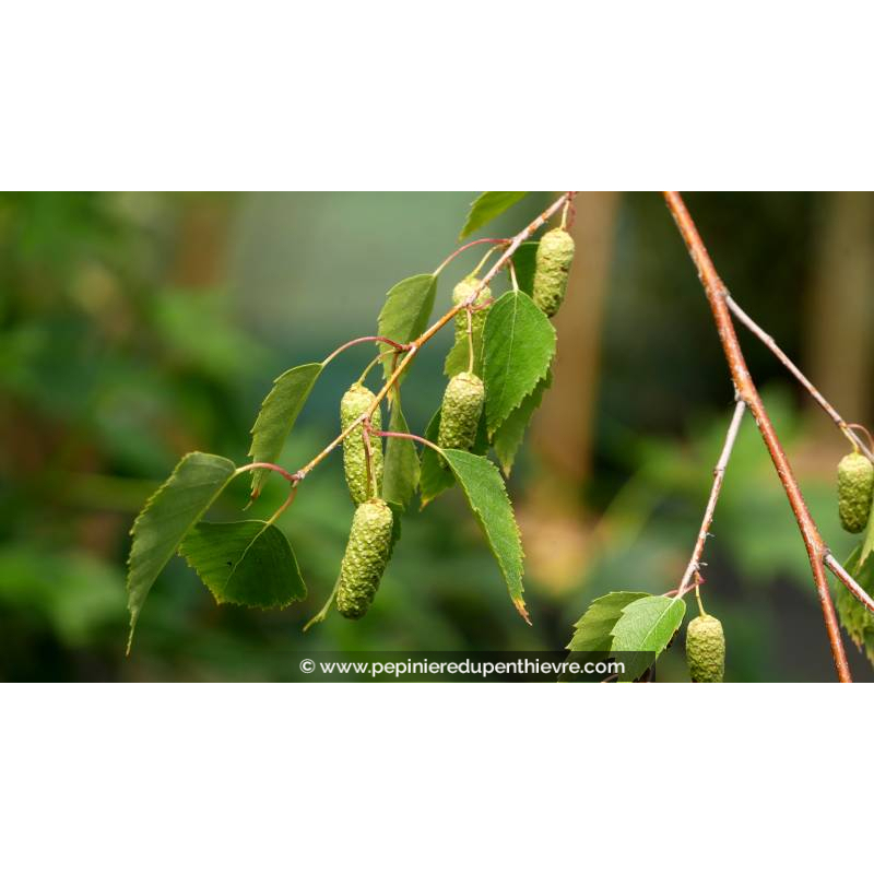 BETULA pendula