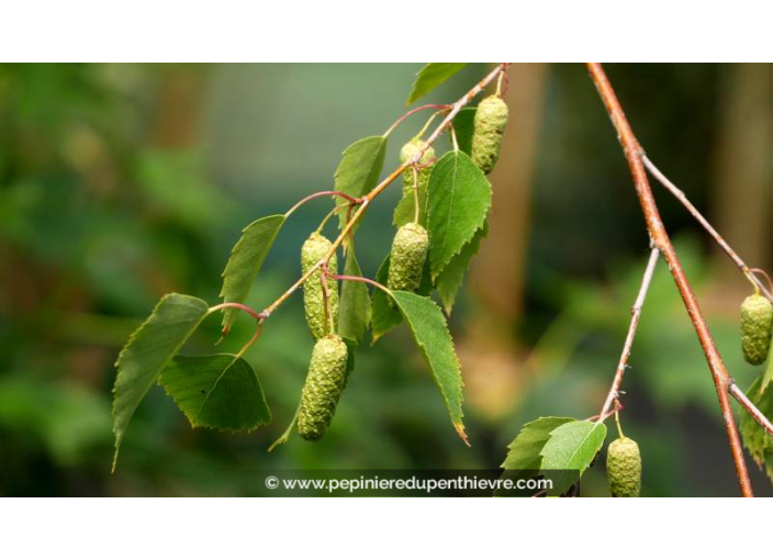 BETULA pendula