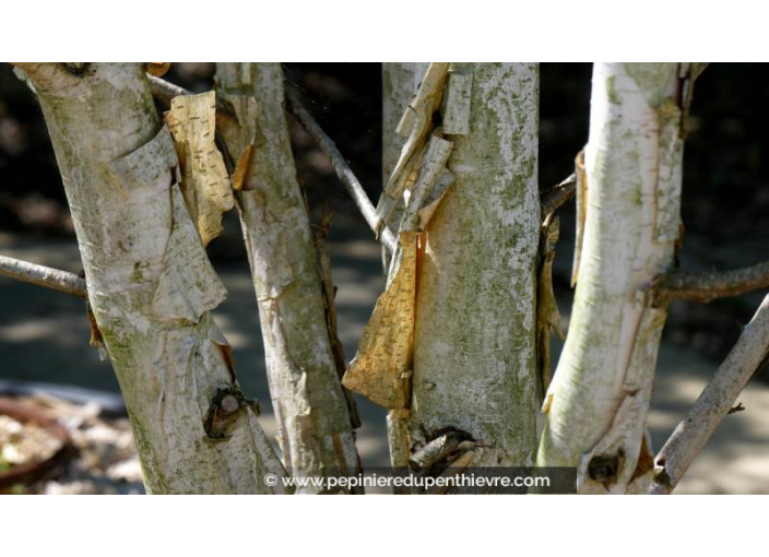 BETULA utilis 'Doorenbos' BETULA utilis 'Doorenbos'