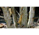 BETULA utilis 'Doorenbos' BETULA utilis 'Doorenbos'
