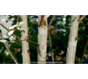 BETULA utilis 'Doorenbos' BETULA utilis 'Doorenbos'