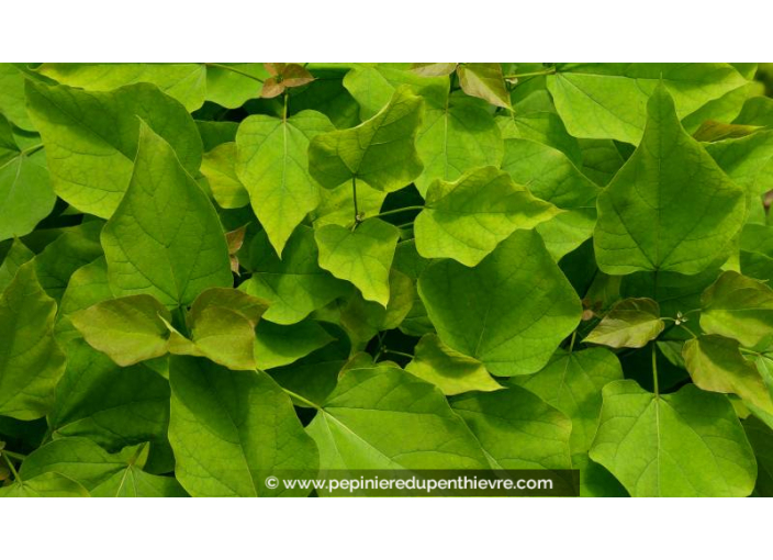 CATALPA bungei - Été