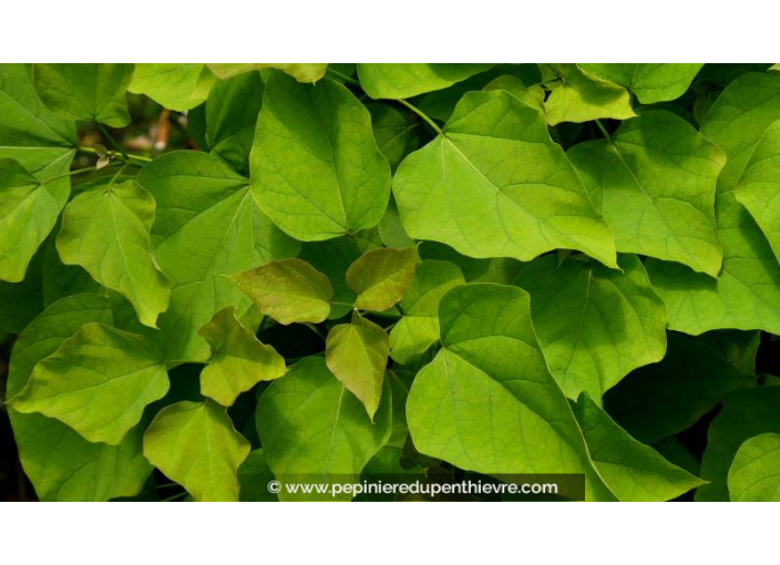 CATALPA bungei - Été