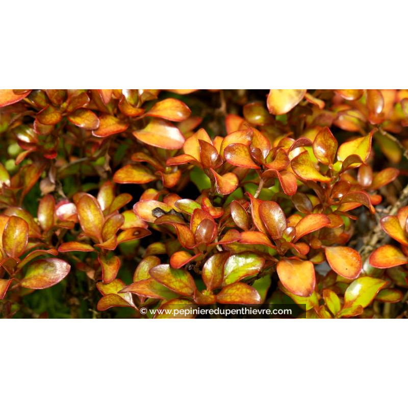 COPROSMA 'Pina Colada' - Été