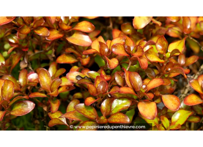 COPROSMA 'Pina Colada' - Été