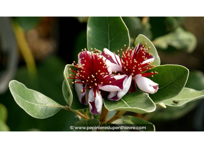 FEIJOA sellowiana 'Coolidge' - Goyavier du Brésil (autofertile) - Été
