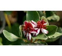 FEIJOA sellowiana 'Coolidge' - Goyavier du Brésil (autofertile) - Été