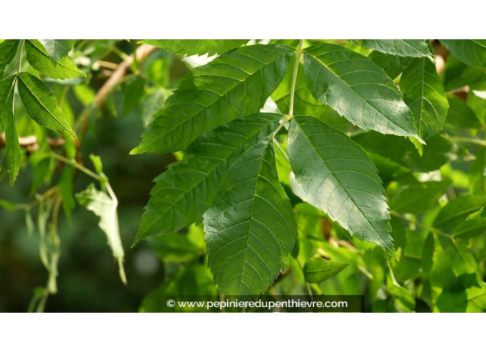 FRAXINUS excelsior 'Jaspidea' - Été