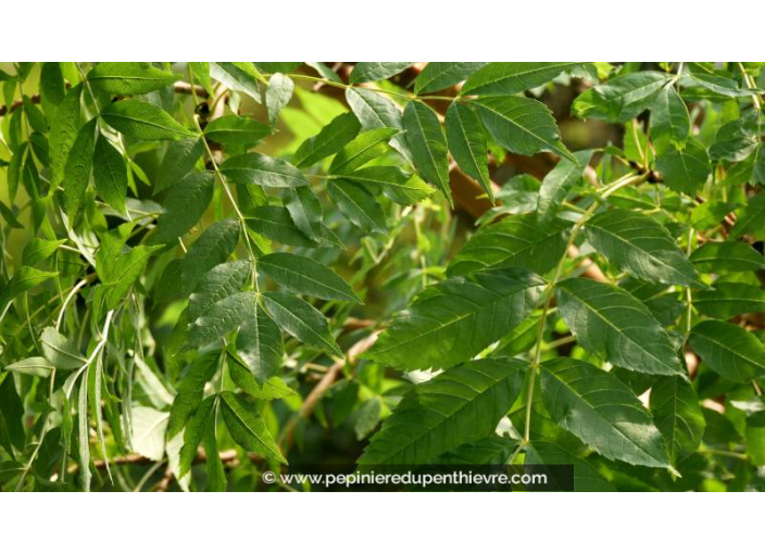 FRAXINUS excelsior 'Jaspidea' - Été