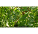 FRAXINUS excelsior 'Jaspidea' - Été