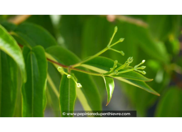 HEPTACODIUM miconioides - Été