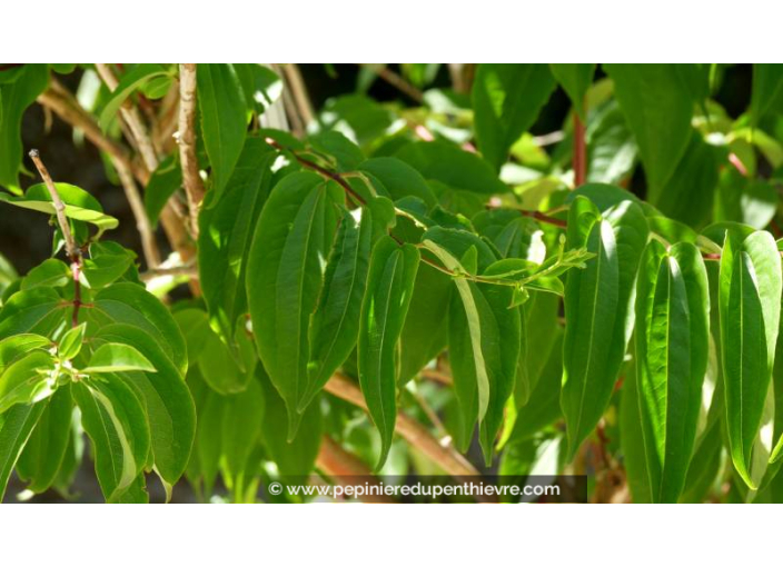 HEPTACODIUM miconioides - Été