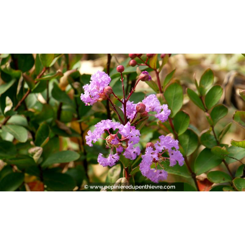 LAGERSTROEMIA indica 'Camaieu d'été'® - Été