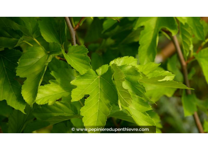 MORUS bombycis 'Fruitless' - Été
