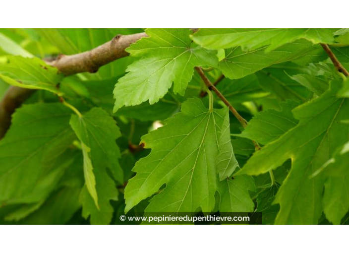 MORUS bombycis 'Fruitless' - Été