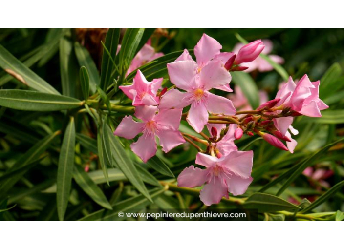 NERIUM oleander - Été