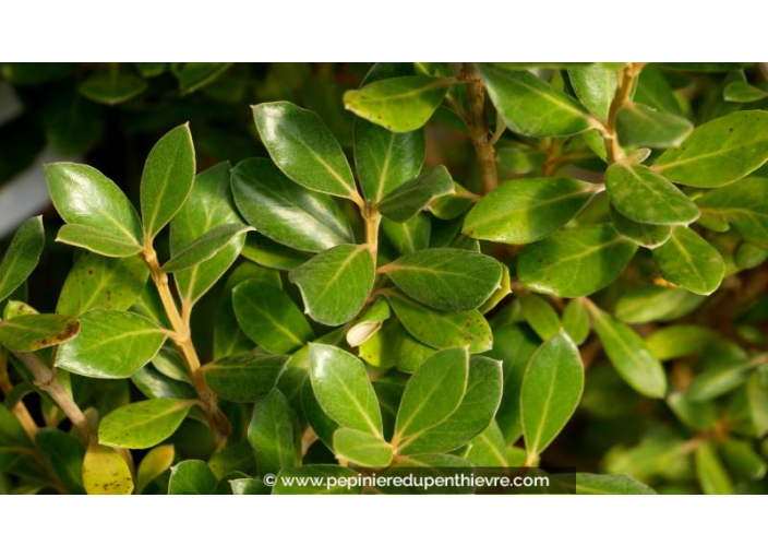 OLEARIA traversii OLEARIA traversii