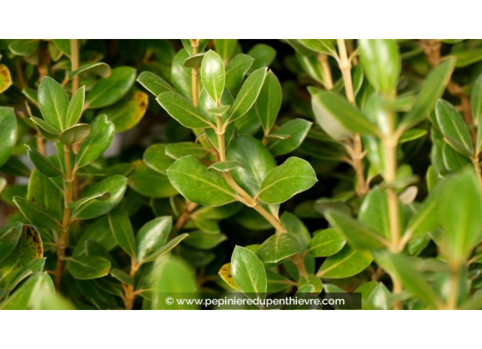 OLEARIA traversii OLEARIA traversii