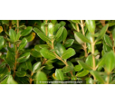 OLEARIA traversii OLEARIA traversii