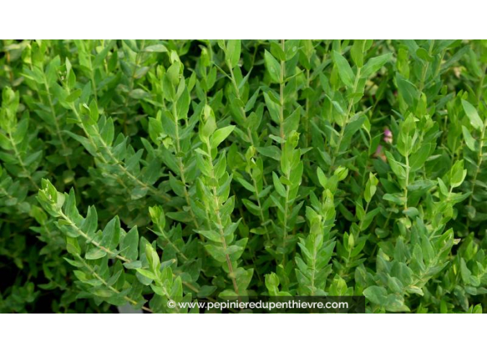POLYGALA myrtifolia - Été