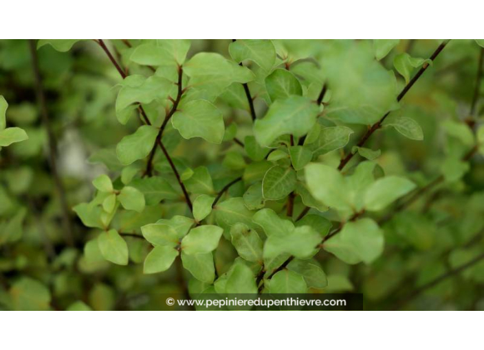 PITTOSPORUM tenuifolium 'Wrinkled Blue' - Été