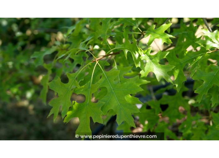 QUERCUS palustris - Été