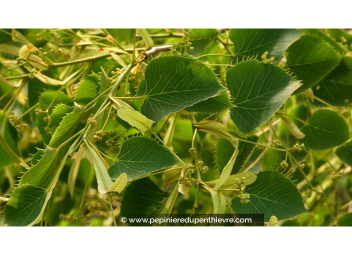TILIA henryana - Été TILIA henryana - Été