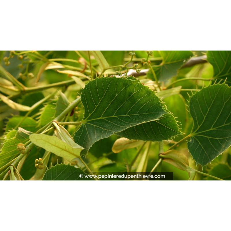 TILIA henryana - Été