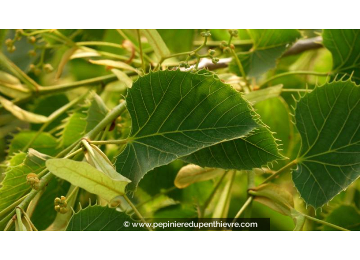 TILIA henryana - Été