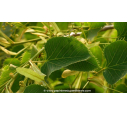 TILIA henryana - Été TILIA henryana - Été