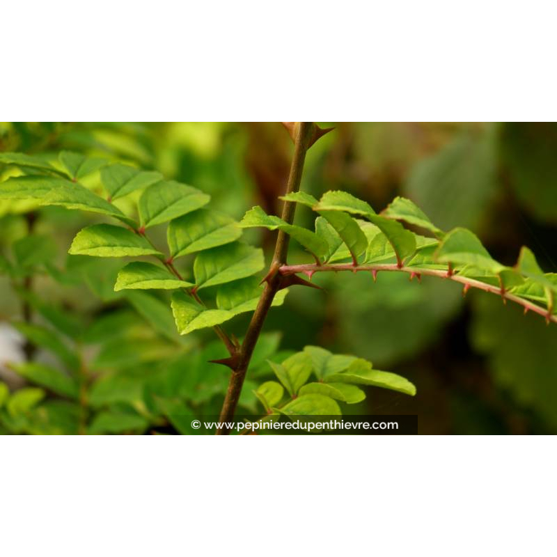 ZANTHOXYLUM coreanum - Été