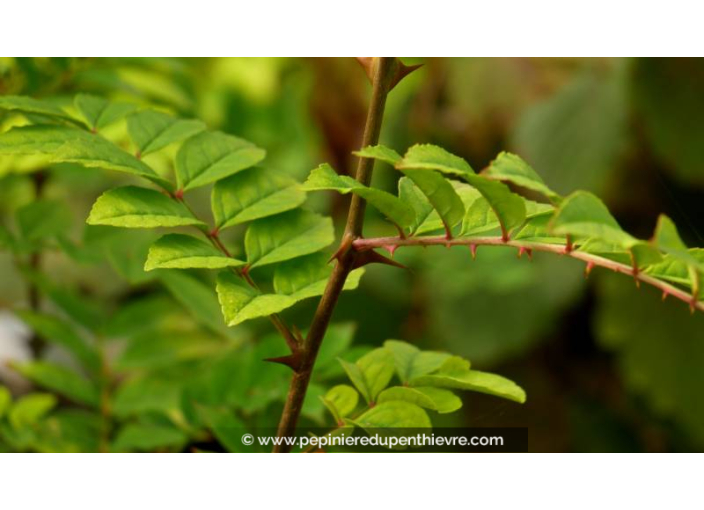 ZANTHOXYLUM coreanum - Été