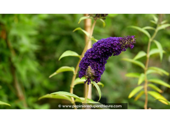 BUDDLEJA davidii 'Black Knight' - Été BUDDLEJA davidii 'Black Knight' - Été