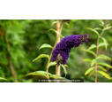 BUDDLEJA davidii 'Black Knight' - Été BUDDLEJA davidii 'Black Knight' - Été