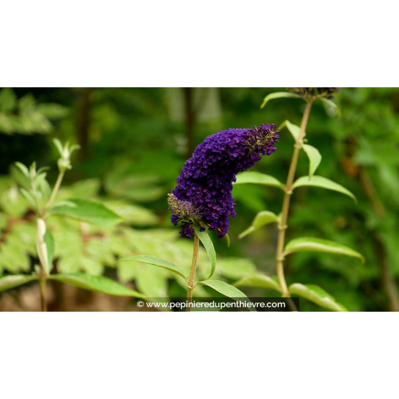 BUDDLEJA davidii 'Black Knight' - Été