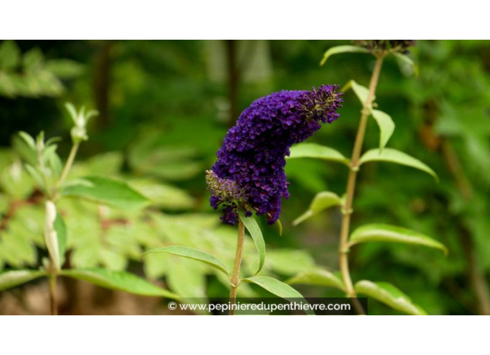 BUDDLEJA davidii 'Black Knight' - Été