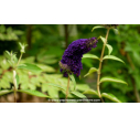 BUDDLEJA davidii 'Black Knight' - Été BUDDLEJA davidii 'Black Knight' - Été