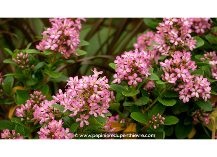 ESCALLONIA laevis 'Pink Elle' - Été
