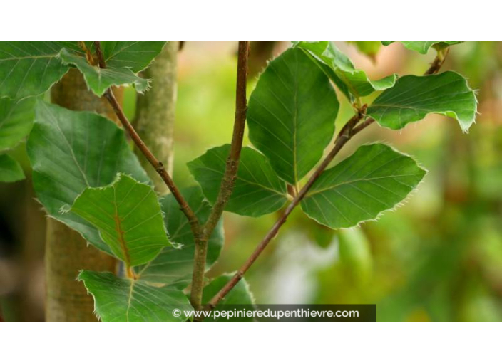 FAGUS sylvatica 'Dawyck' - Été
