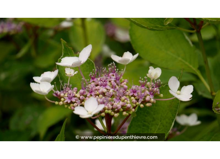 HYDRANGEA macrophylla 'Tricolor' - Été